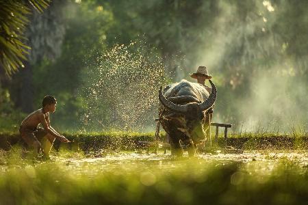 Thailands Bauern