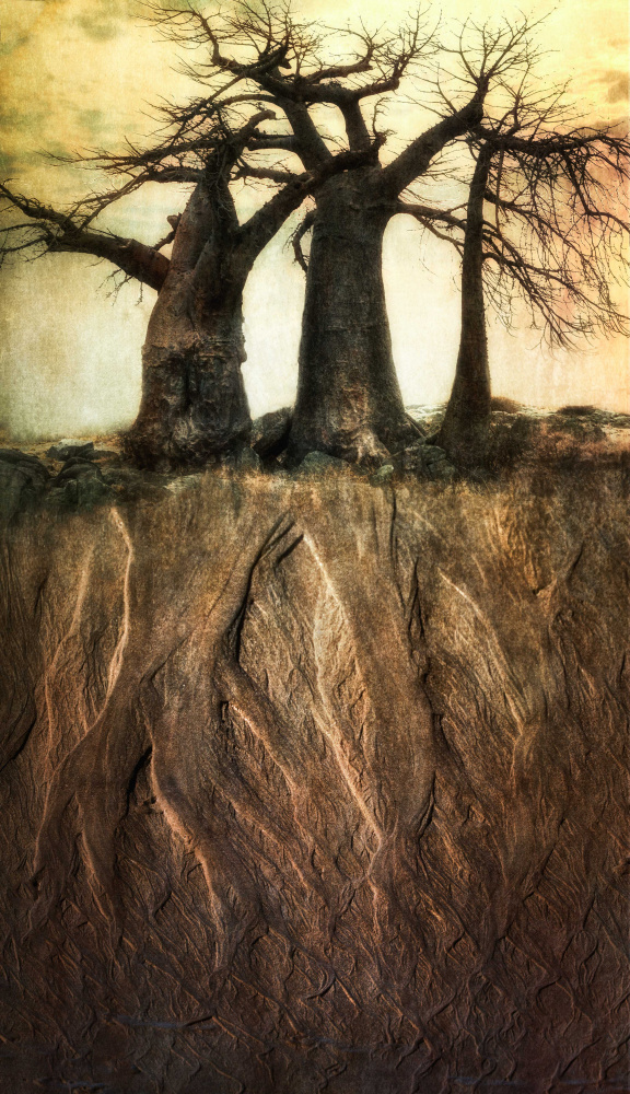 „…da war ein Baum,so alt wie ich…“ von Charlaine Gerber