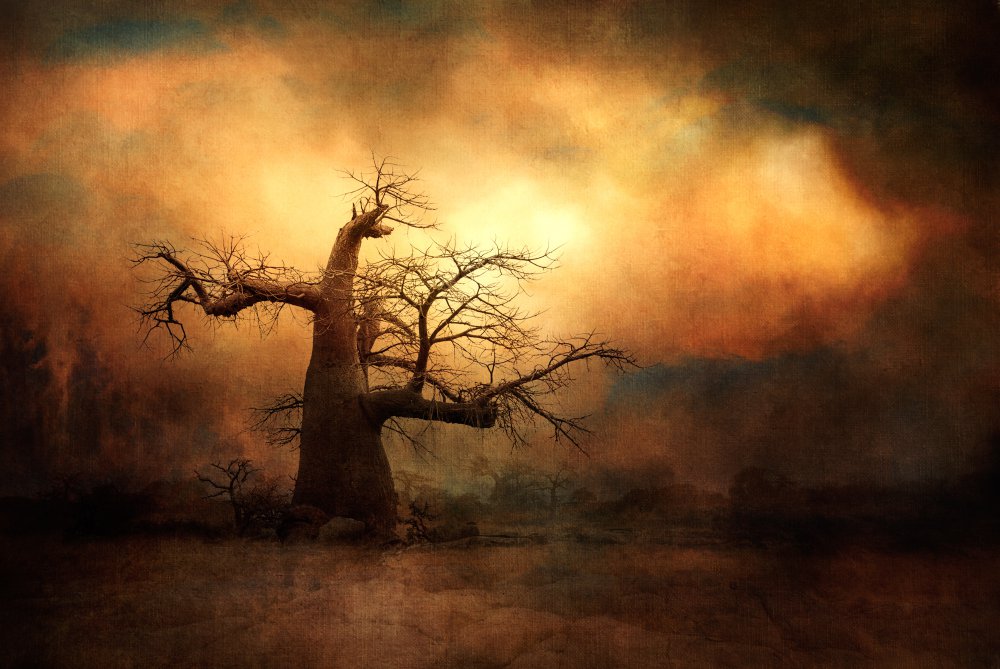 Der mächtige Baobab... von Charlaine Gerber