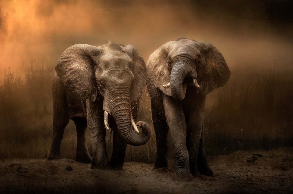 Elefanten-Staubbad... von Charlaine Gerber