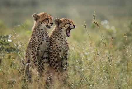 Gepardenbrüder gähnen
