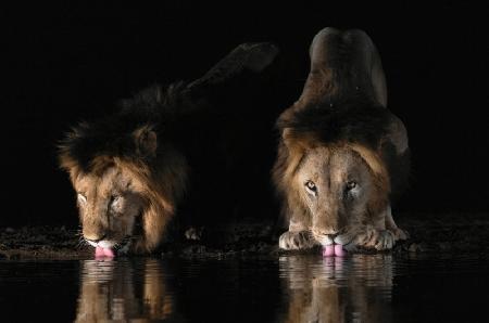 Löwen trinken Wasser