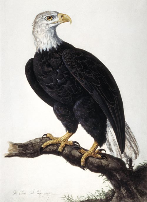 White-headed Sea Eagle von Charles Collins