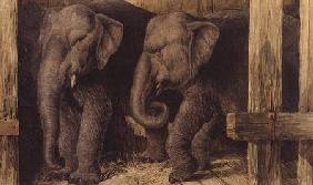 Two elephants 1886