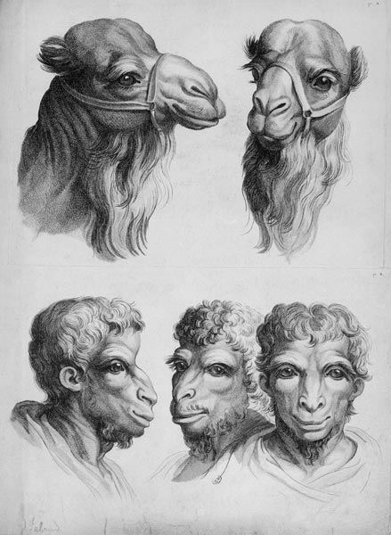 Similarities Between the Head of a Camel and a Man, from 'Livre de portraiture pour ceux qui commenc von Charles Le Brun