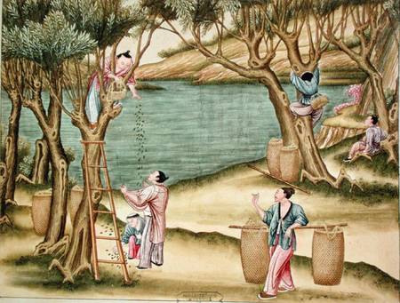 Collecting mulberries, from a book on the silk industry von Chinese School