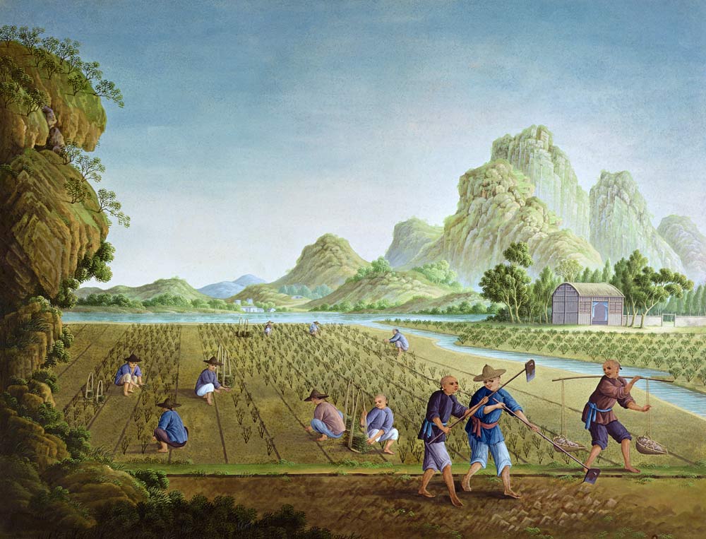 Rice cultivation in China, transplanting plants (colour litho) von Chinese School, (18th century)