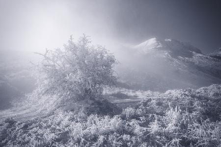 Der einsame Baum