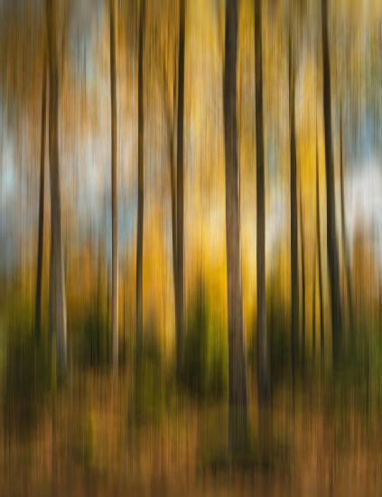 Herbstwald wackelig