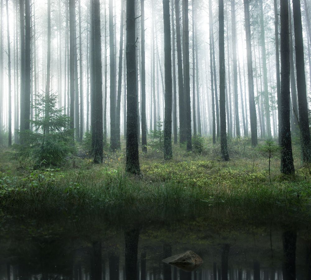 See im Wald von Christian Lindsten