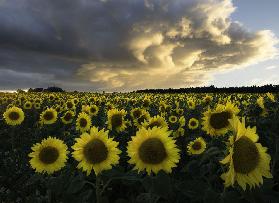 Sonnenblumen in Schweden.