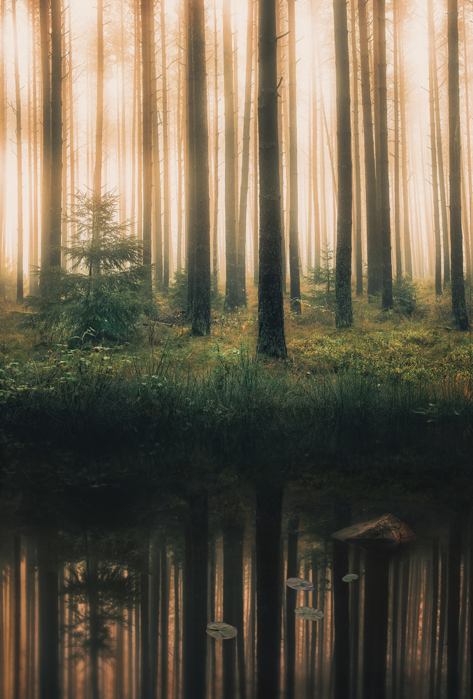 Spiegelung im nebligen Wald von Christian Lindsten
