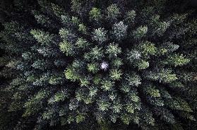 Toter Baum, umgeben von lebendigen Bäumen, Drohnenfoto.