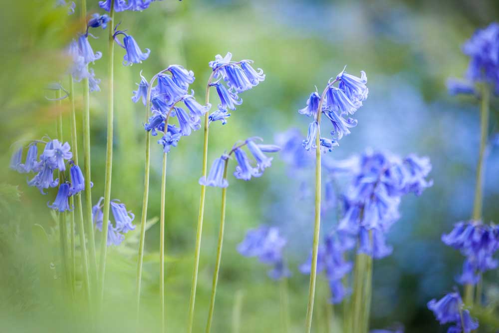 English Bluebells im Woodchester Park, Nympsfield, Gloucestershire von Christian Müringer