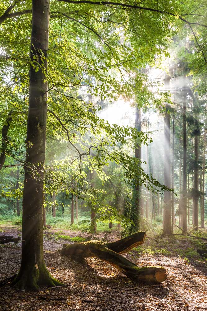 Sonnenstrahlen nach dem Regen in den Taunus-Buchenwäldern von Christian Müringer