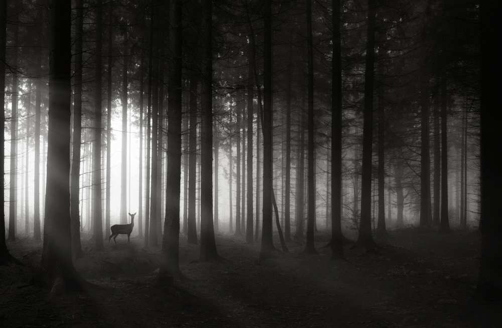 deer`s morning von Christoph Hessel