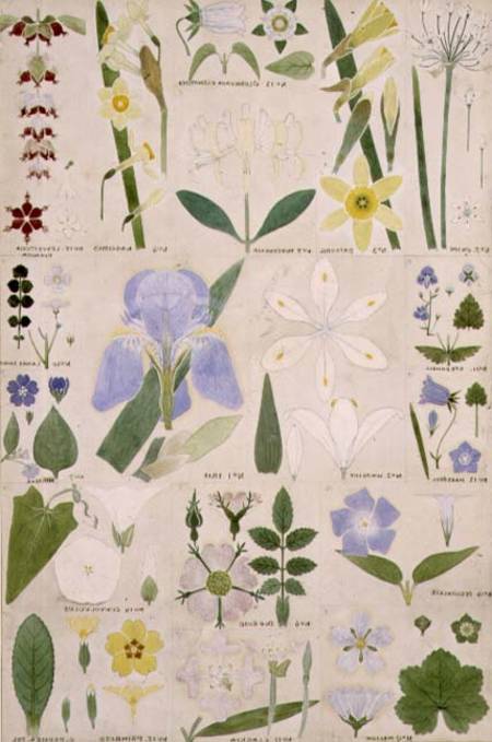 Botanical illustration, original from Owen Jones's (1809-74) `The Grammar of Ornament` von Christopher Dresser