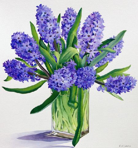 Blue Hyacinths 2006