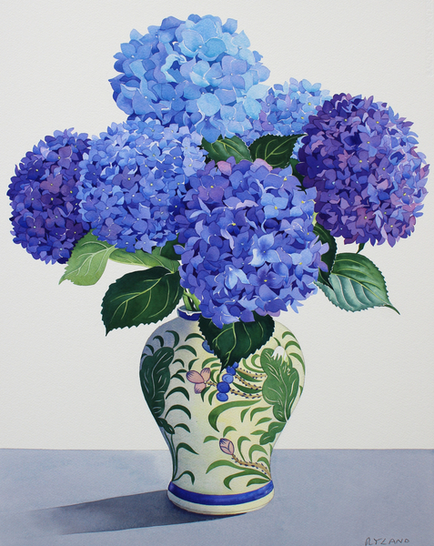 Blue Hydrangeas von Christopher  Ryland