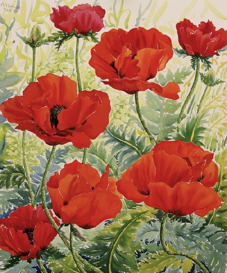 Large Red Poppies 2013