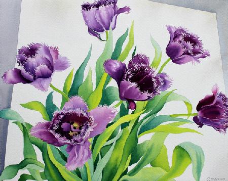 Purple Fringe Tulips 2015