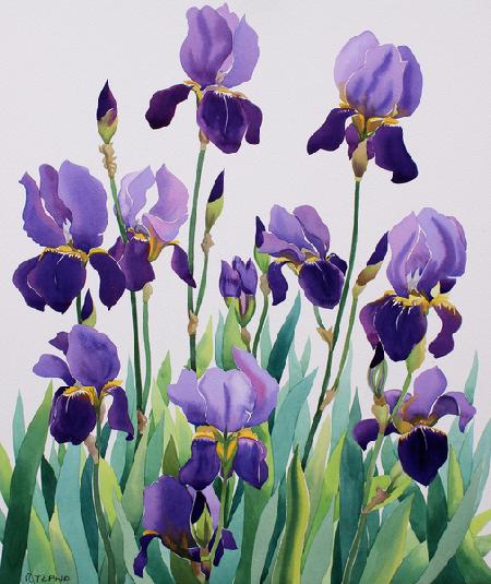 Purple Irises 2019