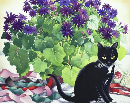 Senetti Plant and Cat 2018