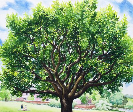 Summer Oak Tree 2020