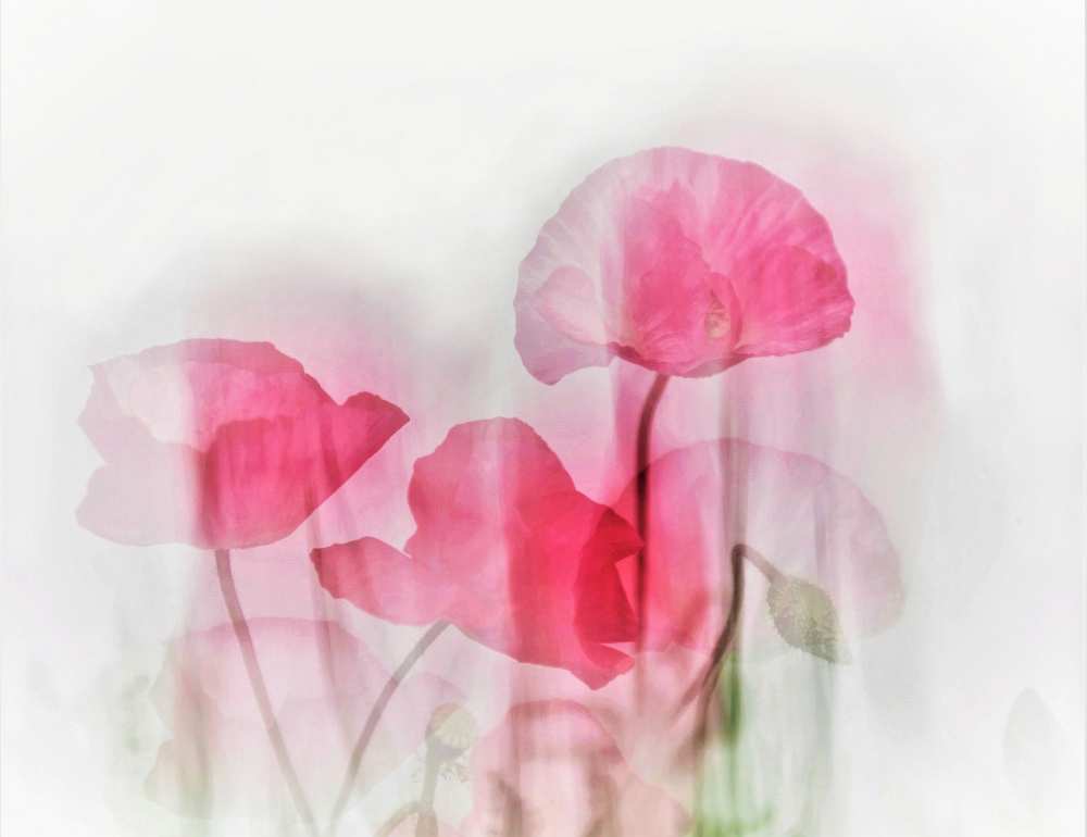 Flowers von Cindy Liu