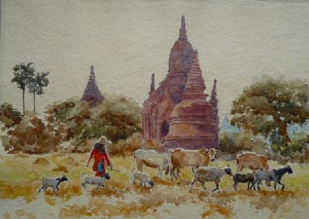 901 Bagan, herding among the temples 2013