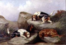 Otterhounds 1889