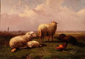 Sheep Dozing in a Pasture