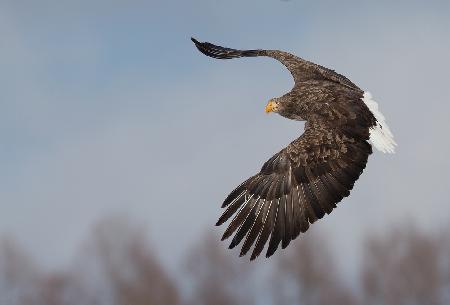 Hoch fliegen