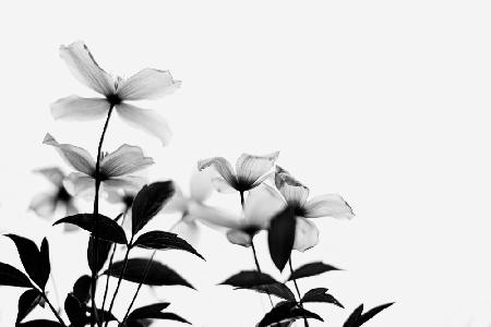 Clematisblüten – High Key in Schwarz und Weiß