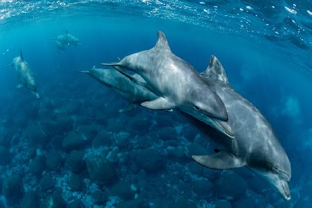 Auf der Insel Mikura leben Delfine