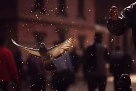 Pigeons in Patan Square, Kathmandu-Nepal