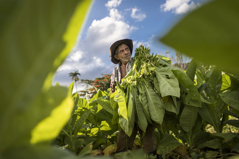 Tabakernte - Vinales,Kuba von Dan Mirica