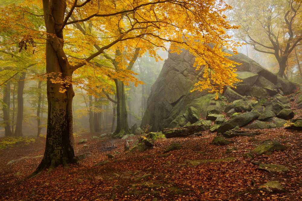 Autumn forest von Daniel Rericha