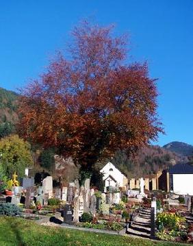 Friedhof