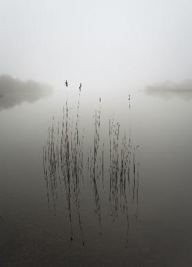 Schilf im Nebel