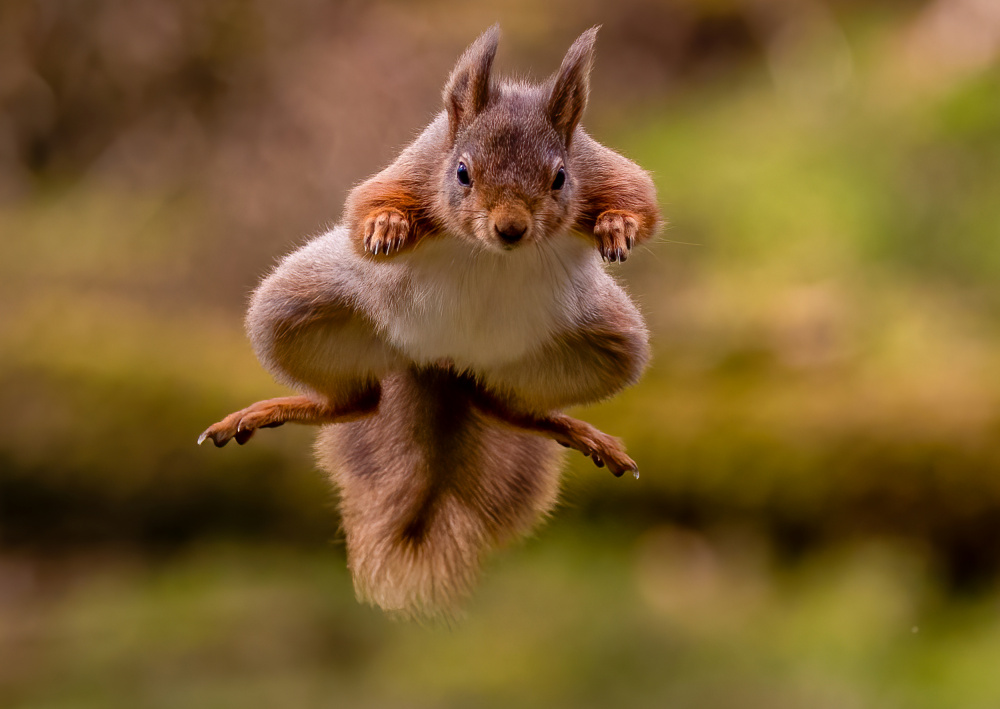 Rotes Eichhörnchen springt von David Bennion