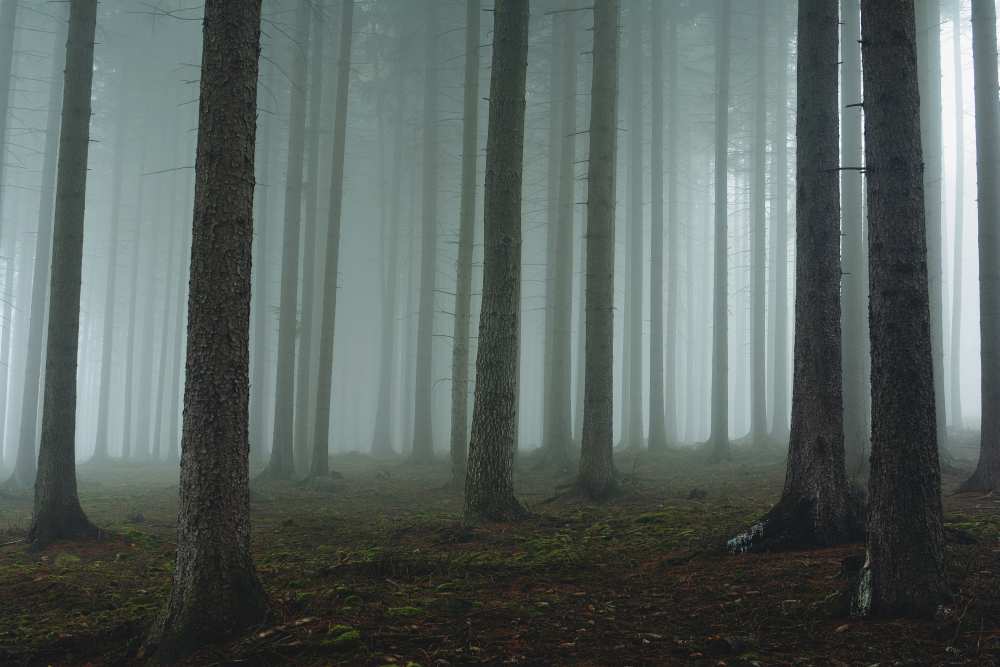 Foggy forest von David Charouz