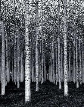 Der Wald für die Bäume