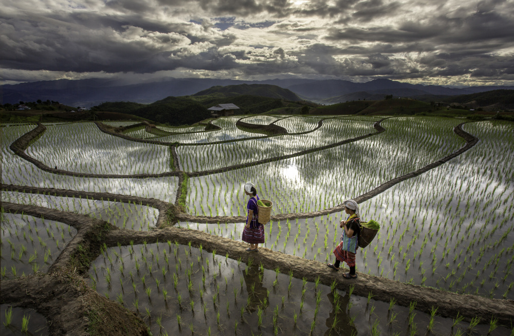 Reisfelder von Chiang Mai von David Van Driessche
