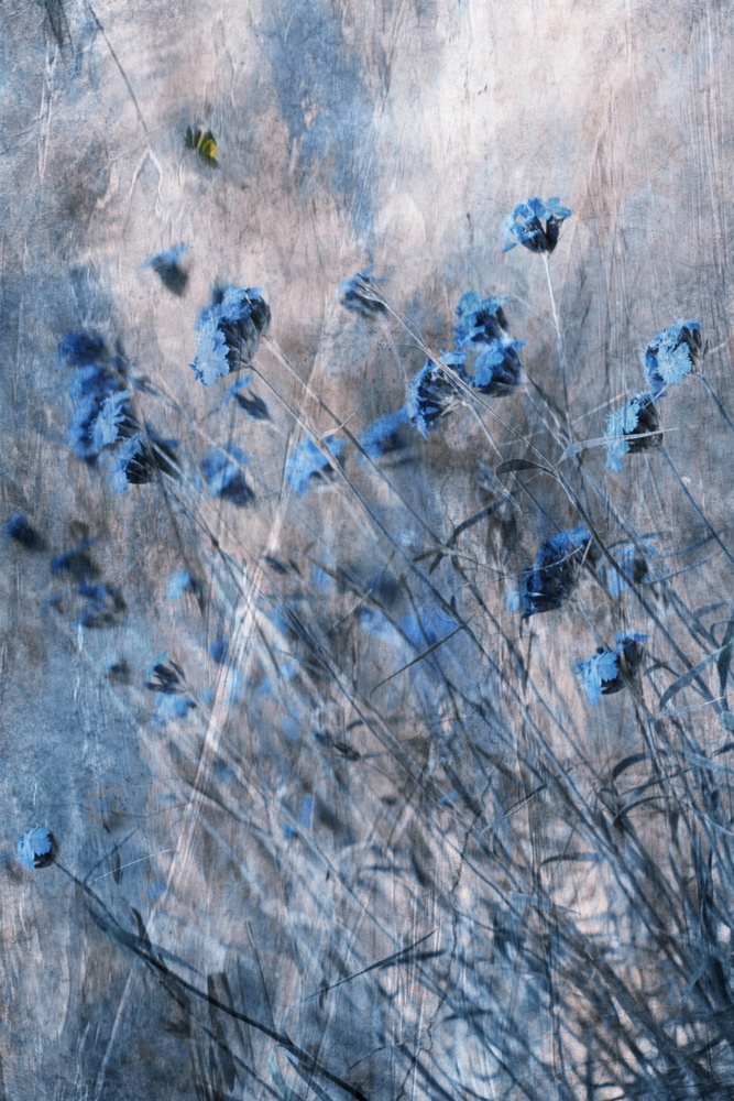 Blaue Blumen von Delphine Devos
