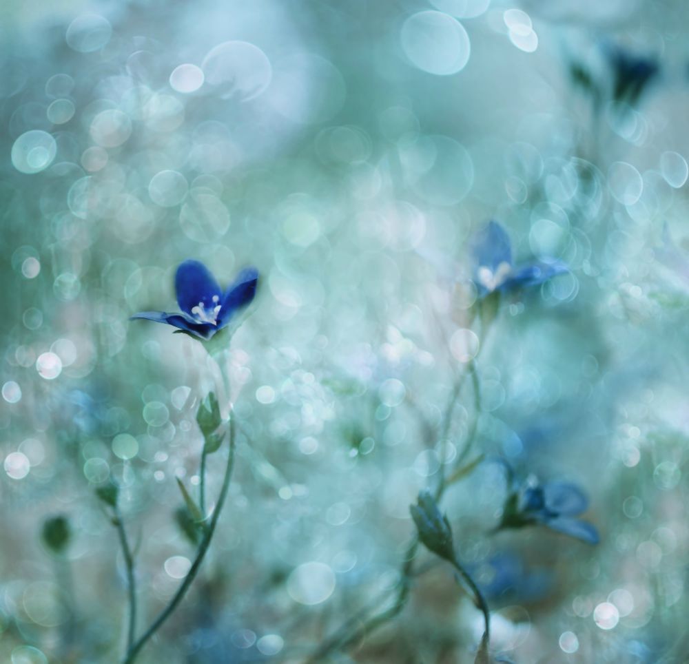 Blaues Traumland von Delphine Devos