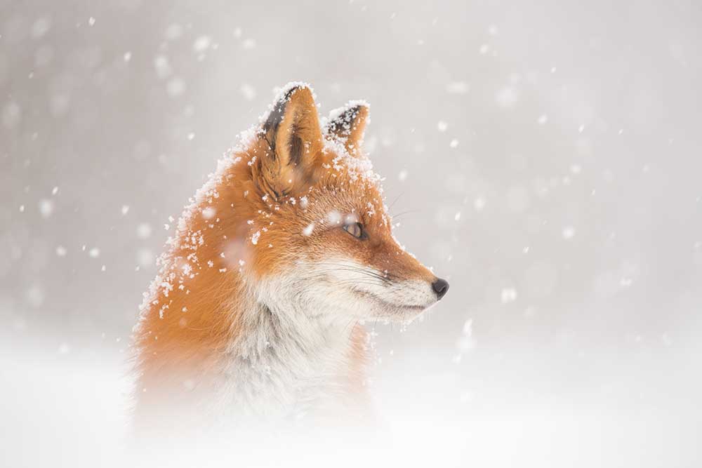 Es schneit… von Denis Budkov