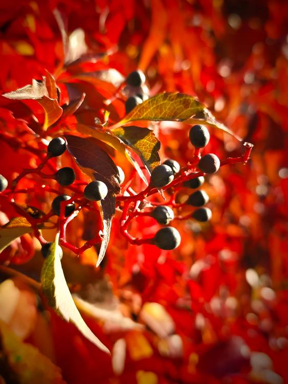 Herbstblätter von Dennis Wetzel