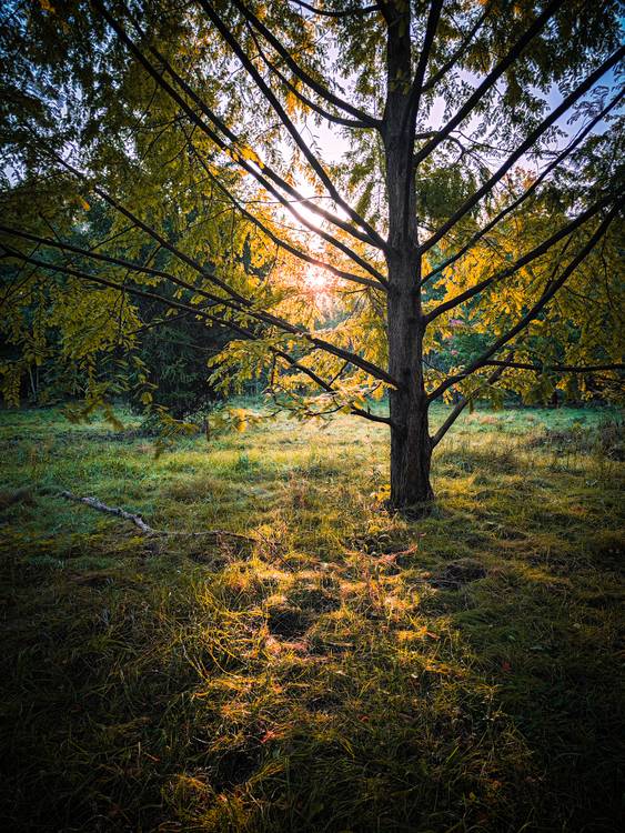 Herbstsonne im Wald bei Leipzig von Dennis Wetzel