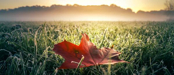 Rotes Herbstblatt auf grüner frostiger Wiese mit Nebel und Sonne von Dennis Wetzel